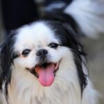 Stop That Stare: How to Handle Your Dog Begging