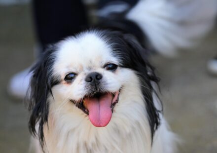 Stop That Stare: How to Handle Your Dog Begging