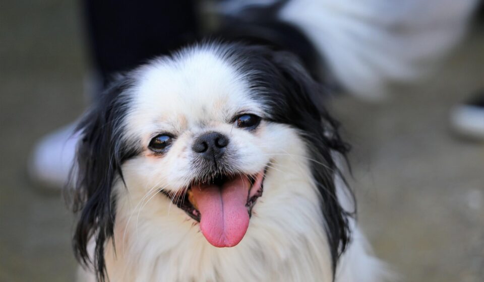 Stop That Stare: How to Handle Your Dog Begging