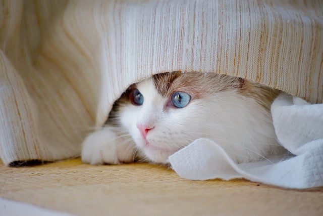 A blue-eyed cat peeking out from under a fabric blanket