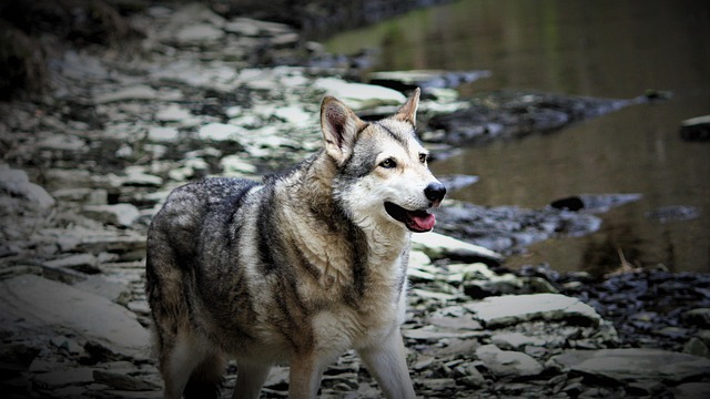 What is the temperament and natural behaviour of a Saarloos Wolfdog?
