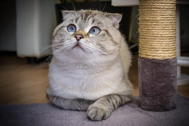 A cat with blue eyes looking up, next to a scratching post.