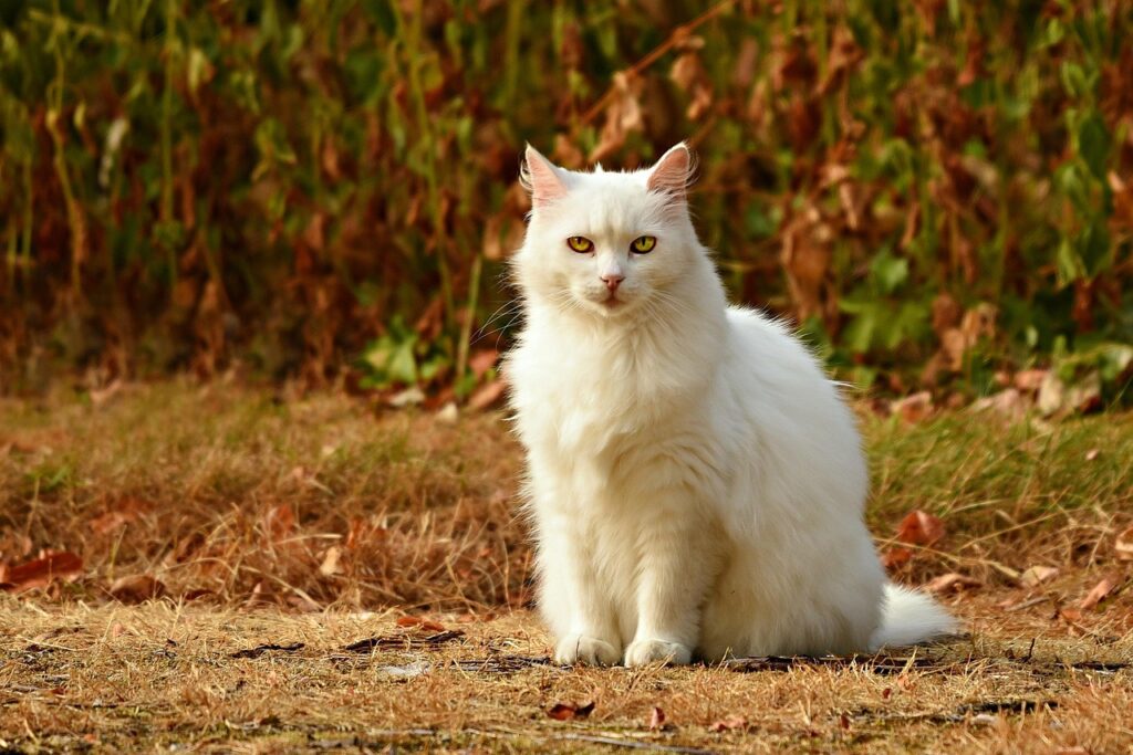 Finding the Best Cats for Cat Allergies