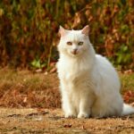 Finding the Best Cats for Cat Allergies
