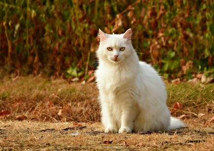 Finding the Best Cats for Cat Allergies