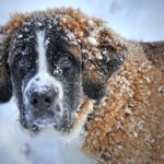 Breeding St Bernards: Health, Mating, and Litter Care Guide