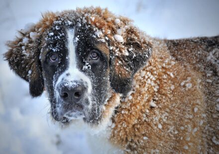 Breeding St Bernards: Health, Mating, and Litter Care Guide