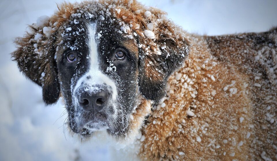Breeding St Bernards: Health, Mating, and Litter Care Guide