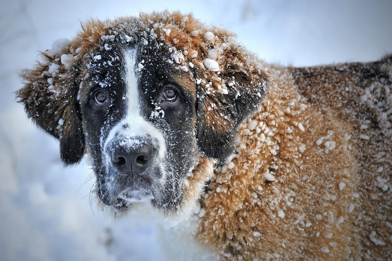 Breeding St Bernards: Health, Mating, and Litter Care Guide