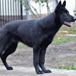 Black Shepherd Breeds: Varieties, Traits, and Care Needs
