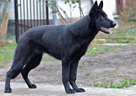 Black Shepherd Breeds: Varieties, Traits, and Care Needs