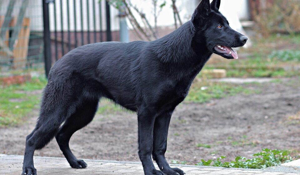 Black Shepherd Breeds: Varieties, Traits, and Care Needs