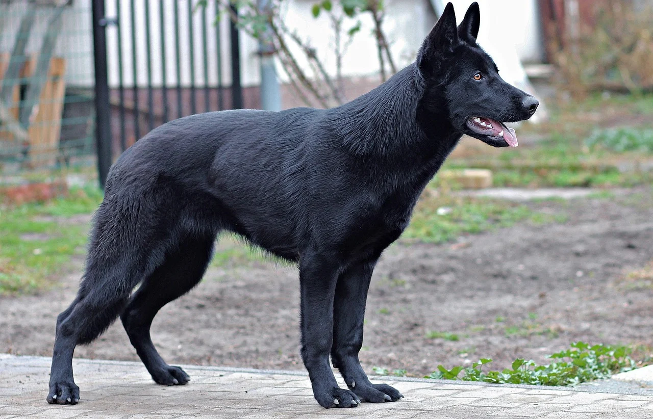 Black Shepherd Breeds: Varieties, Traits, and Care Needs