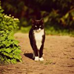 Cats with Black and White Fur: Genetics, Patterns, and Care