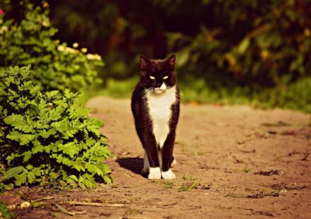 Cats with Black and White Fur: Genetics, Patterns, and Care