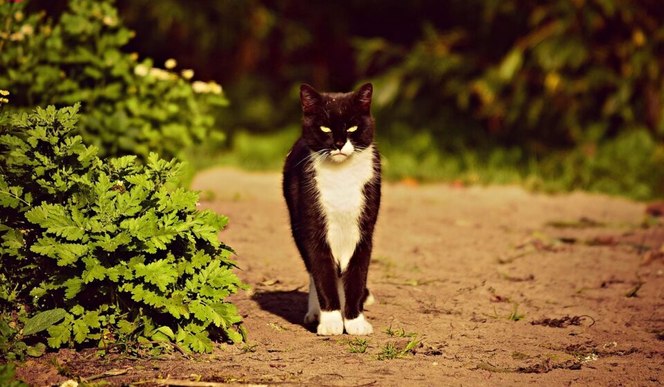 Cats with Black and White Fur: Genetics, Patterns, and Care