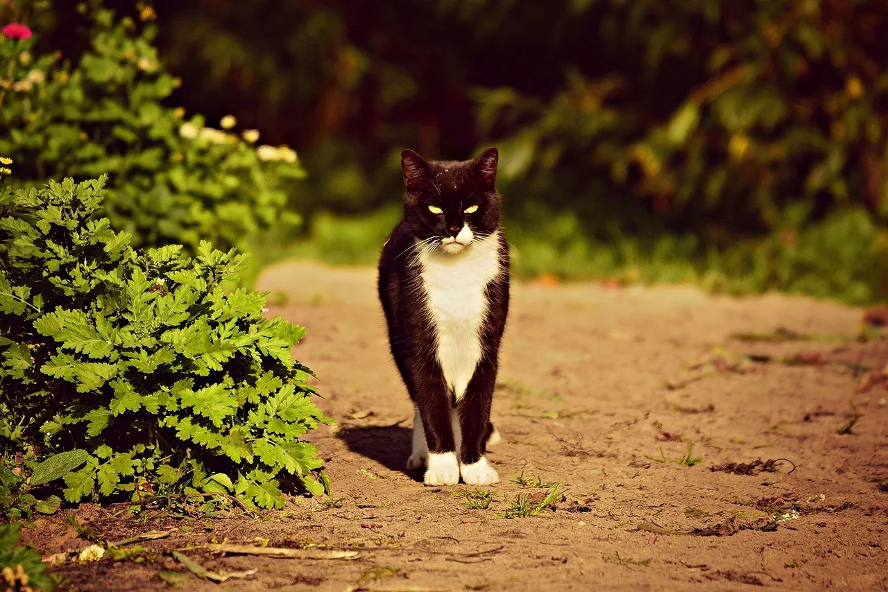 Cats with Black and White Fur: Genetics, Patterns, and Care