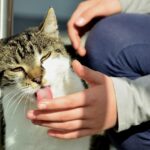 Why Does My Cat Lick Me?