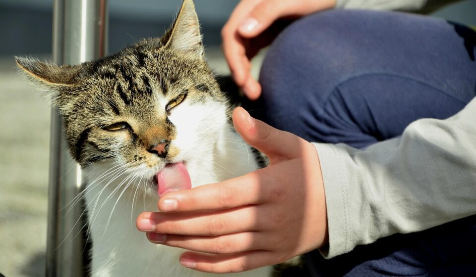 Why Does My Cat Lick Me?