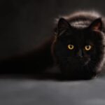 Cat White Frothy Vomit: Causes and What to Do Next