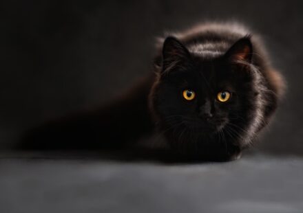 Cat White Frothy Vomit: Causes and What to Do Next