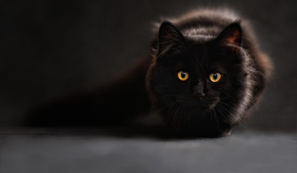 Cat White Frothy Vomit: Causes and What to Do Next
