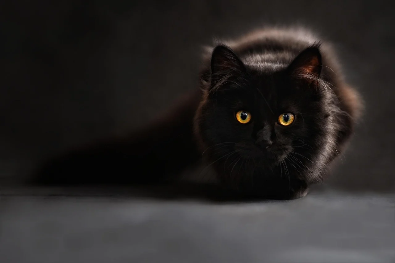 Cat White Frothy Vomit: Causes and What to Do Next