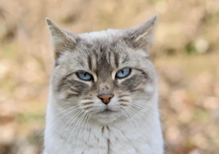 How Enzyme Cleaners for Cat Urine Work and How to Use Them
