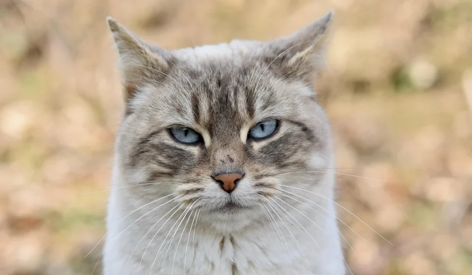 How Enzyme Cleaners for Cat Urine Work and How to Use Them