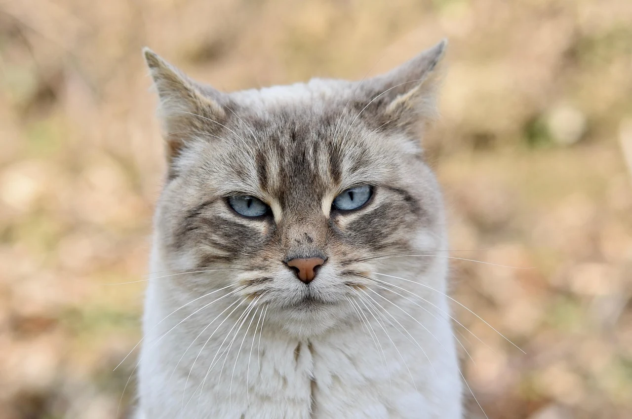 How Enzyme Cleaners for Cat Urine Work and How to Use Them