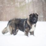 What to Know About the Caucasian Ovcharka Dog Breed