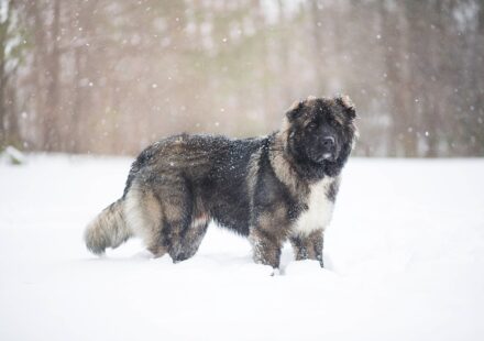 What to Know About the Caucasian Ovcharka Dog Breed