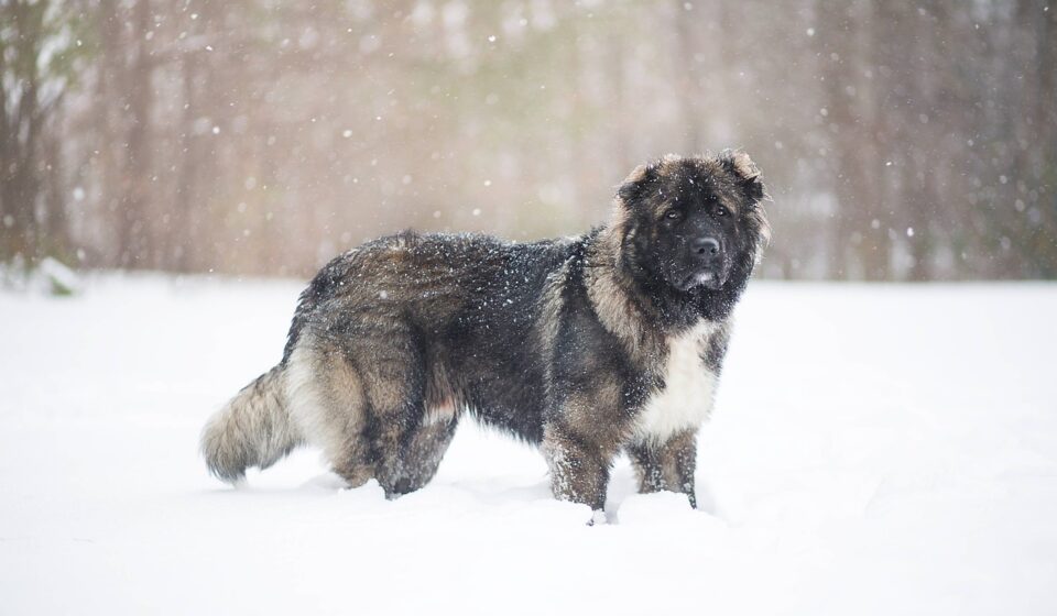 What to Know About the Caucasian Ovcharka Dog Breed