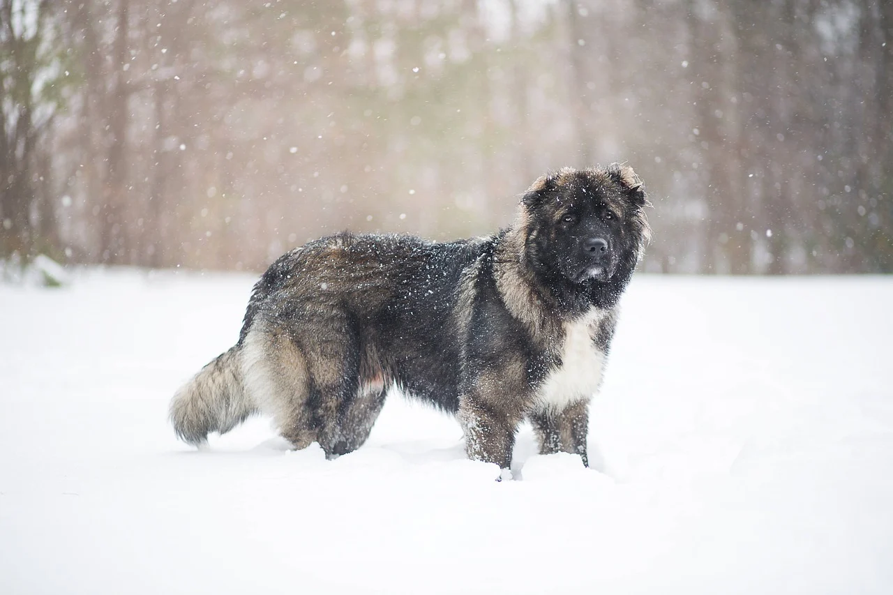 What to Know About the Caucasian Ovcharka Dog Breed
