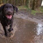 Brown Dog Names: Ideas by Coat Shade, Size, and Tone
