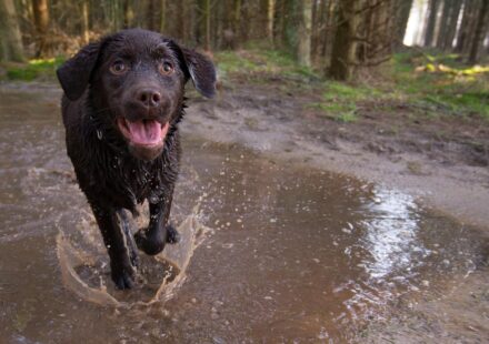 Brown Dog Names: Ideas by Coat Shade, Size, and Tone