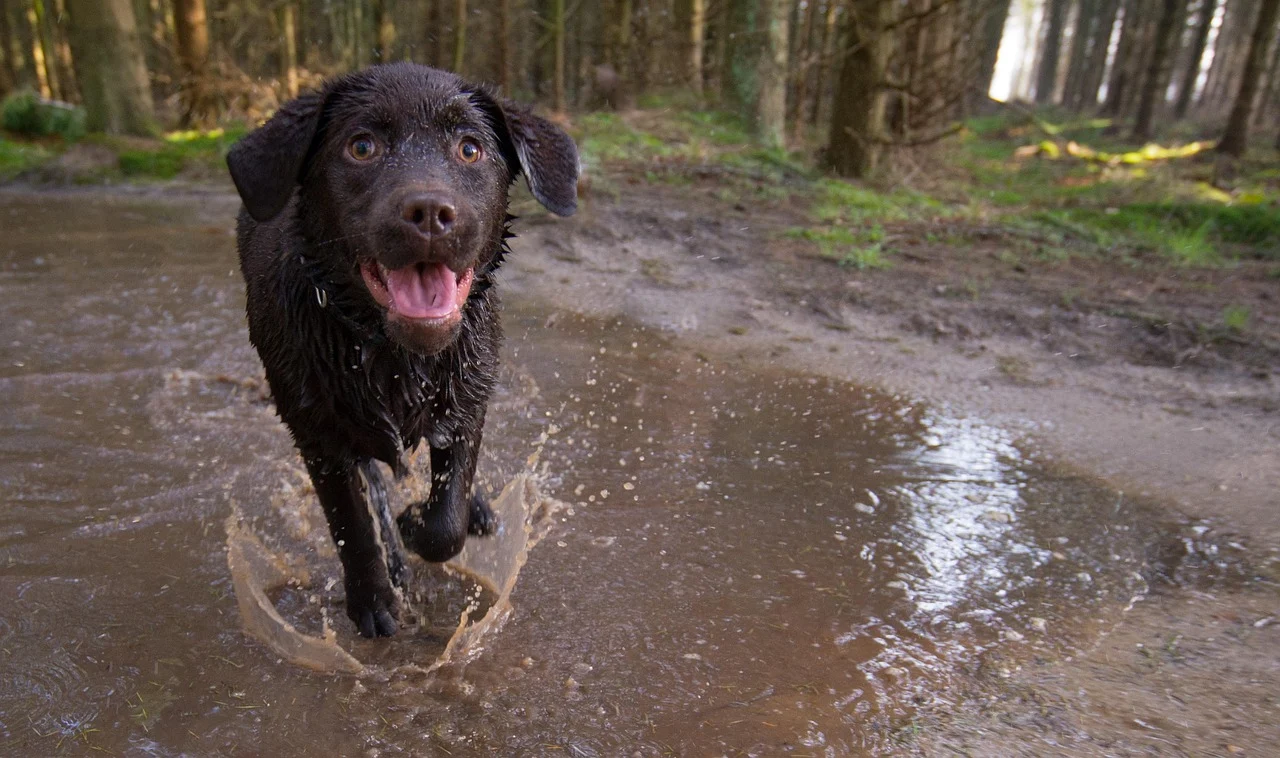 Brown Dog Names: Ideas by Coat Shade, Size, and Tone