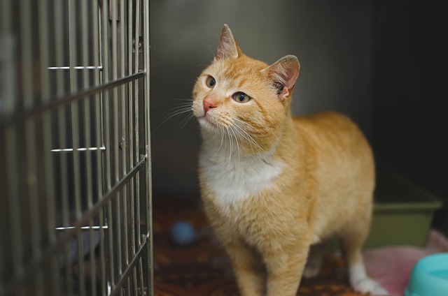 An orange cat standing inside a metal cage at a clinic