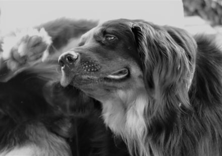 Can You Give Your Dog Canine Benadryl? Safe Dosing and Risks