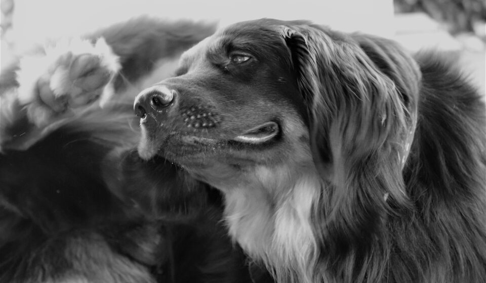 Can You Give Your Dog Canine Benadryl? Safe Dosing and Risks