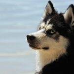 Can Dogs Eat Bacon? Health Risks, Dangers and Safe Treats