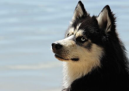 Can Dogs Eat Bacon? Health Risks, Dangers and Safe Treats
