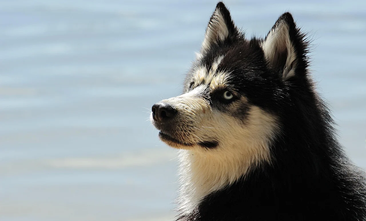 Can Dogs Eat Bacon? Health Risks, Dangers and Safe Treats