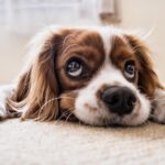 How to Safely Use Benadryl for Dogs