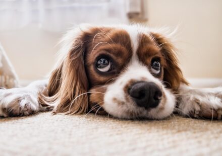 How to Safely Use Benadryl for Dogs