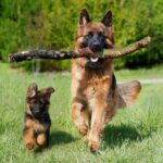 How to Find and Choose the Right Dog Sitter