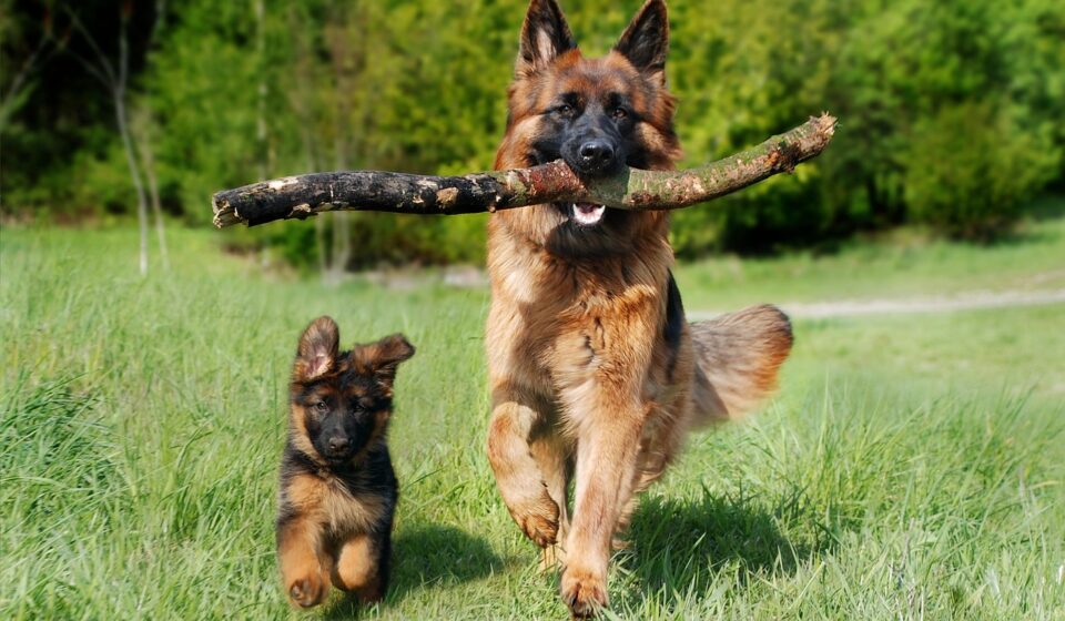 How to Find and Choose the Right Dog Sitter