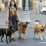 How to Choose the Right Dog Walker