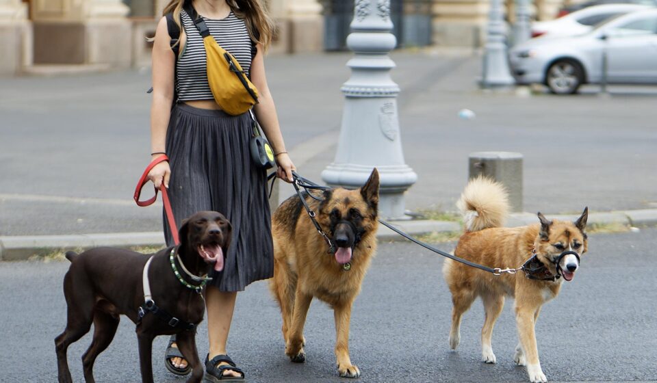 How to Choose the Right Dog Walker
