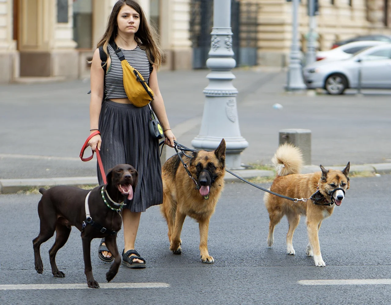 How to Choose the Right Dog Walker